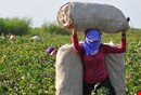 Sekiz ayda 70 kadın işçi hayatını kaybetti